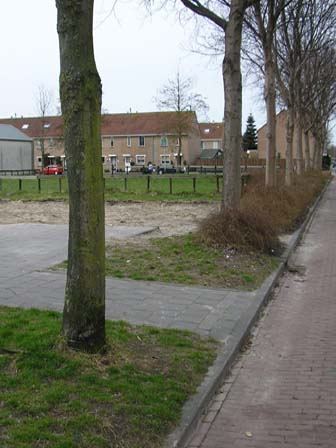 esdoorn